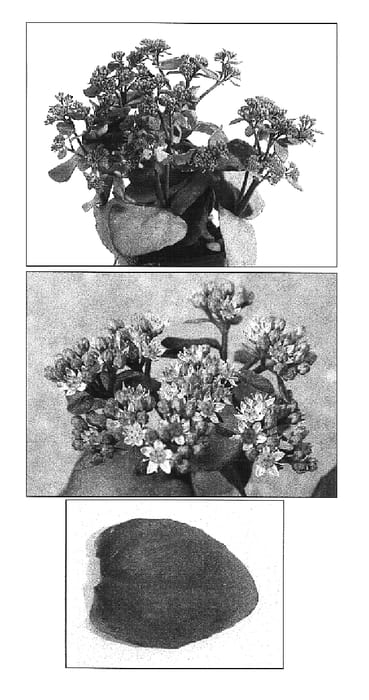Figure 1 of US plant patent PP16888, the photograph of Xenox printed in the patent.