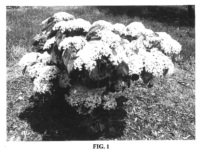 Figure 1 of US plant patent PP16889, the photograph of C.A. Hildebrant's printed in the patent.