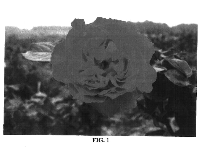 Figure 1 of US plant patent PP16890, the photograph of Meitravia printed in the patent.