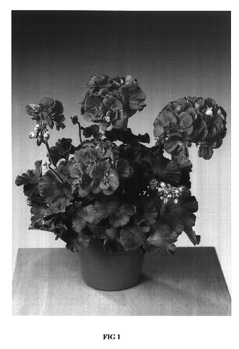 Figure 1 of US plant patent PP16891, the photograph of Fisorangtan printed in the patent.