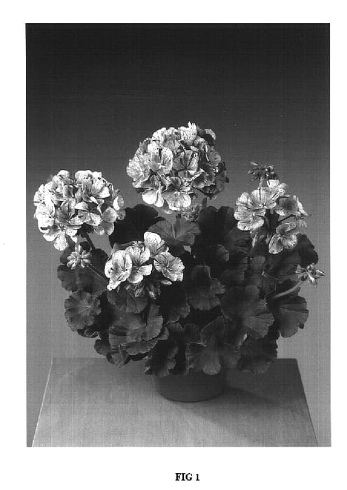 Figure 1 of US plant patent PP16892, the photograph of Fismopink printed in the patent.