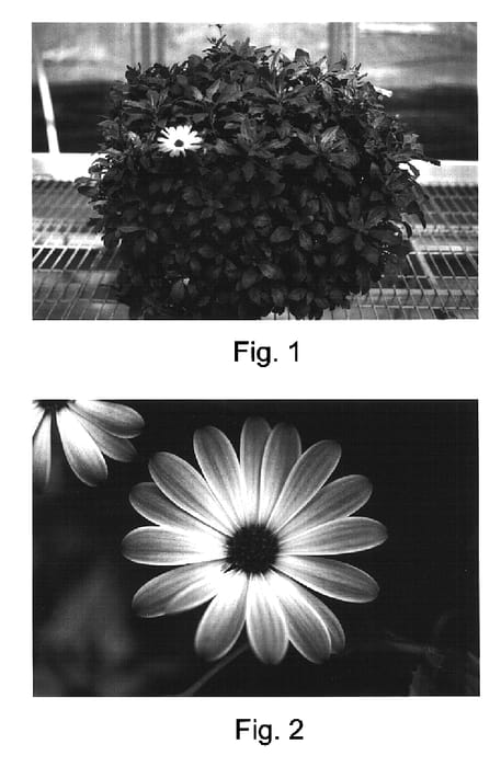 Figure 1 of US plant patent PP16893, the photograph of Kakegawa AU15 printed in the patent.