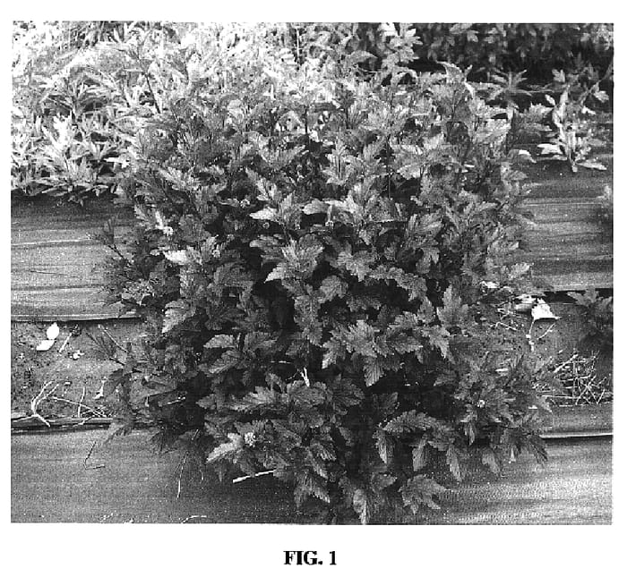Figure 1 of US plant patent PP16894, the photograph of Center Glow printed in the patent.