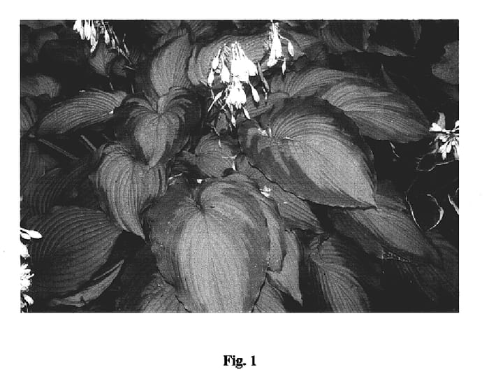 Figure 1 of US plant patent PP16895, the photograph of Journey's End printed in the patent.