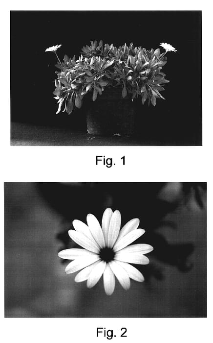 Figure 1 of US plant patent PP16896, the photograph of Kakegawa AU18 printed in the patent.