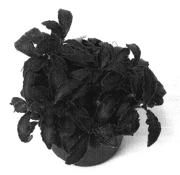 Figure 1 of US plant patent PP16897, the photograph of Forest Flame printed in the patent.