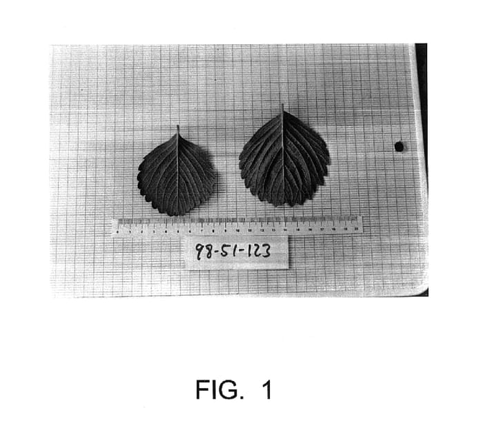 Figure 1 of US plant patent PP16898, the photograph of Macarena printed in the patent.
