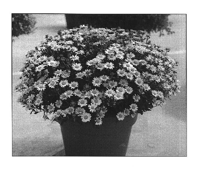 Figure 1 of US plant patent PP16899, the photograph of Starlet Pink printed in the patent.