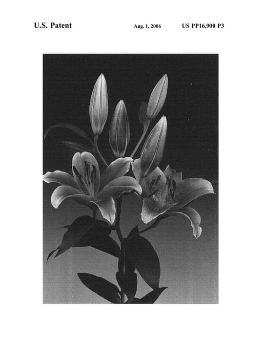Figure 3 of US plant patent PP16900, the photograph of Tiber printed in the patent.