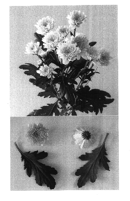 Figure 1 of US plant patent PP16901, the photograph of Eurobelle Rosy printed in the patent.