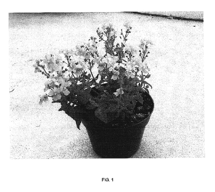 Figure 1 of US plant patent PP16902, the photograph of Pensky printed in the patent.