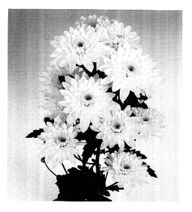 Figure 1 of US plant patent PP16903, the photograph of Calabria Major printed in the patent.