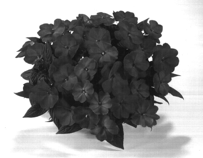 Figure 1 of US plant patent PP16904, the photograph of Danharpurcrown printed in the patent.