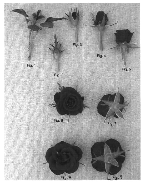Figure 1 of US plant patent PP16905, the photograph of JENtwo printed in the patent.