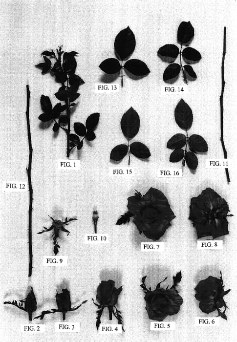 Figure 1 of US plant patent PP16906, the photograph of Delstrifram printed in the patent.