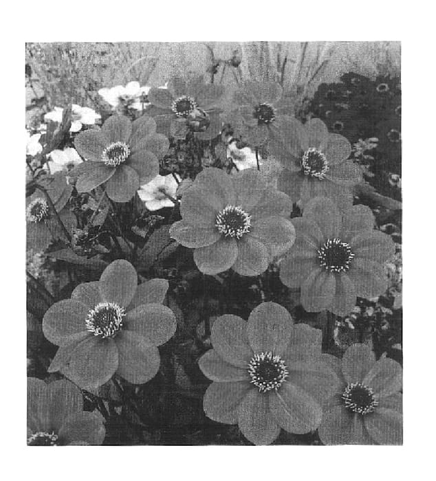 Figure 1 of US plant patent PP16907, the photograph of HS Juliet printed in the patent.