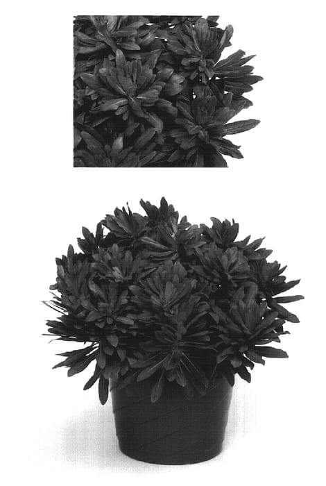 Figure 1 of US plant patent PP16908, the photograph of Imprefant printed in the patent.