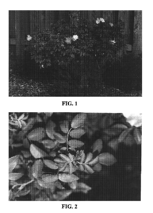 Figure 1 of US plant patent PP16909, the photograph of BAIore printed in the patent.