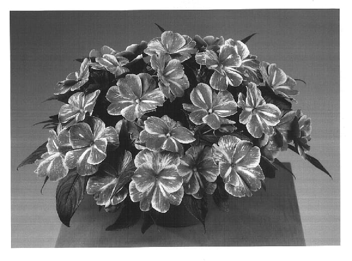 Figure 1 of US plant patent PP16910, the photograph of Fisnics Magpink printed in the patent.