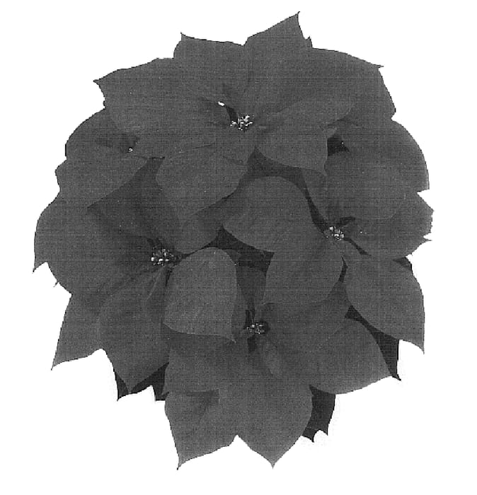 Figure 1 of US plant patent PP16911, the photograph of NPCW04095 printed in the patent.