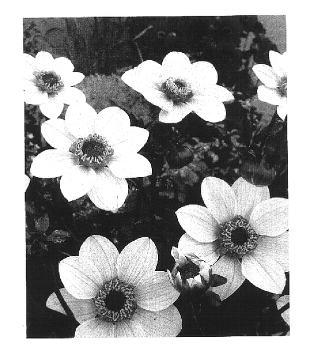 Figure 1 of US plant patent PP16912, the photograph of HS Party printed in the patent.