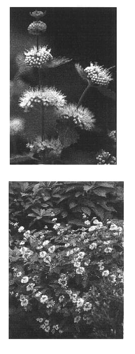 Figure 1 of US plant patent PP16913, the photograph of Durio printed in the patent.