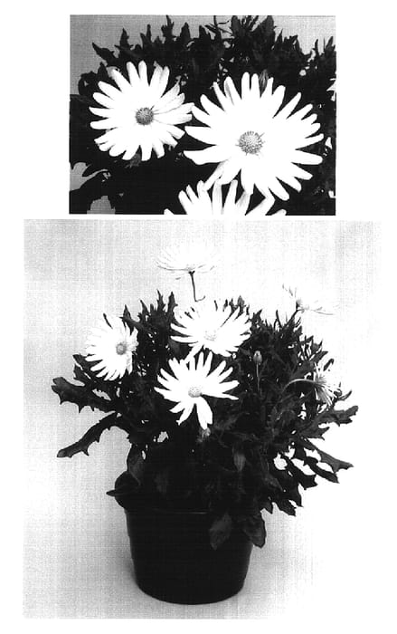 Figure 1 of US plant patent PP16914, the photograph of WC 32/44 printed in the patent.