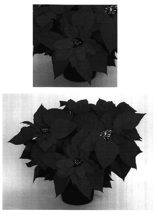 Figure 1 of US plant patent PP16915, the photograph of PER6602 printed in the patent.