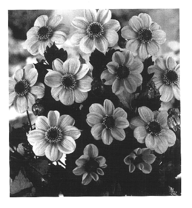 Figure 1 of US plant patent PP16916, the photograph of HS Kiss printed in the patent.