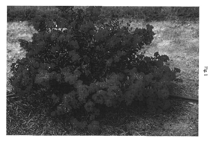 Figure 1 of US plant patent PP16917, the photograph of Gamad I printed in the patent.