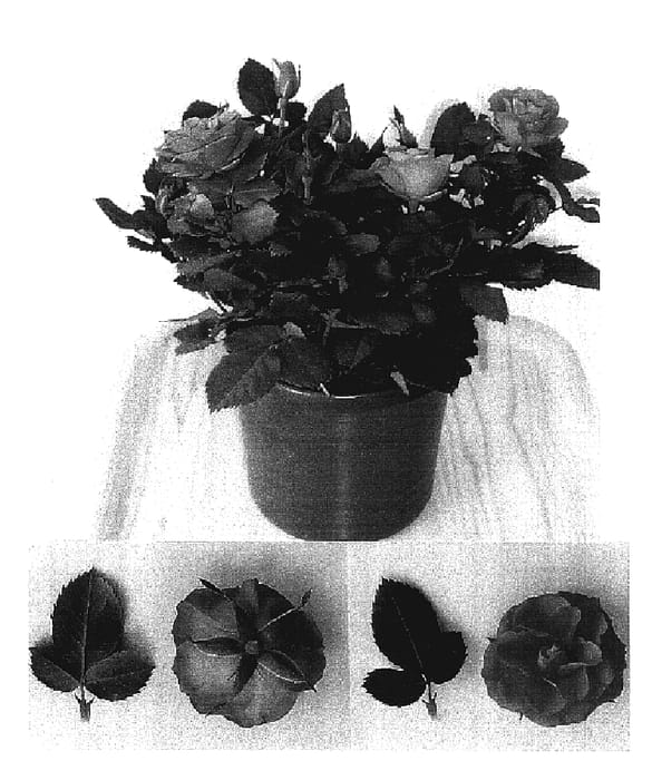 Figure 1 of US plant patent PP16918, the photograph of Evera 105 printed in the patent.