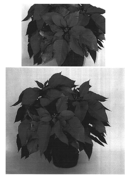 Figure 1 of US plant patent PP16919, the photograph of Eckalger printed in the patent.