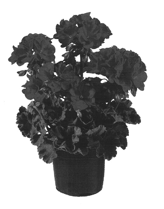 Figure 1 of US plant patent PP16920, the photograph of Genfipurple printed in the patent.