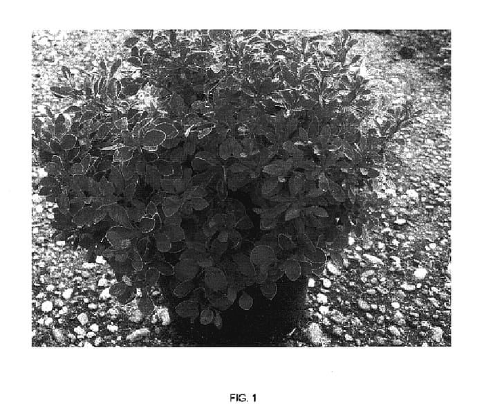Figure 1 of US plant patent PP16921, the photograph of Admiration printed in the patent.