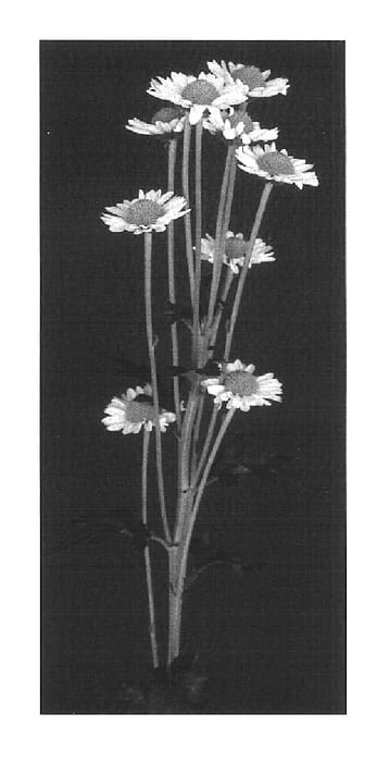 Figure 1 of US plant patent PP16922, the photograph of Yodigit printed in the patent.