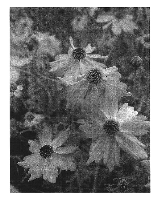 Figure 1 of US plant patent PP16923, the photograph of Limerock Dream printed in the patent.