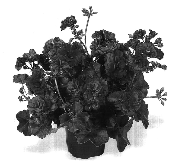 Figure 1 of US plant patent PP16924, the photograph of Dueamica printed in the patent.