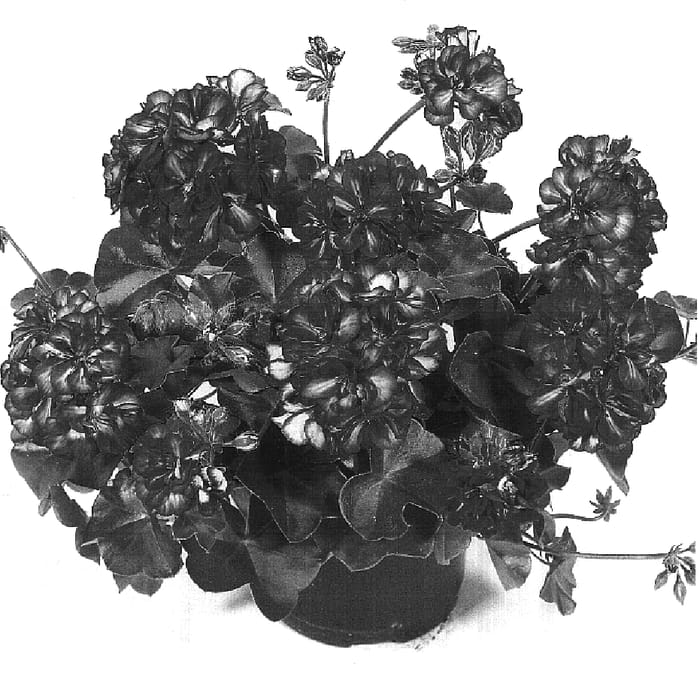 Figure 1 of US plant patent PP16925, the photograph of Dueameliastar printed in the patent.
