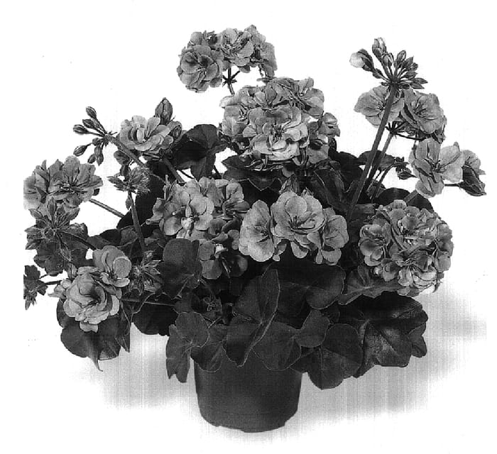 Figure 1 of US plant patent PP16926, the photograph of Duepalav printed in the patent.