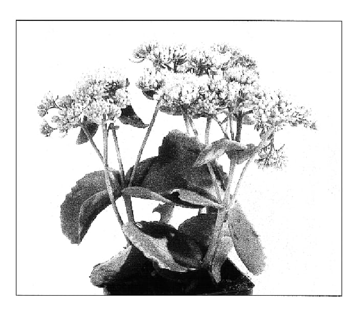 Figure 1 of US plant patent PP16927, the photograph of Sunkissed printed in the patent.