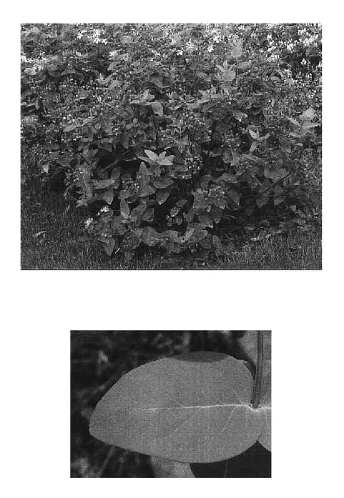 Figure 1 of US plant patent PP16928, the photograph of Bosaclas printed in the patent.