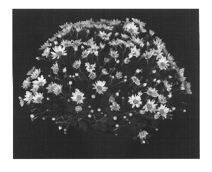 Figure 1 of US plant patent PP16929, the photograph of Yohankie printed in the patent.