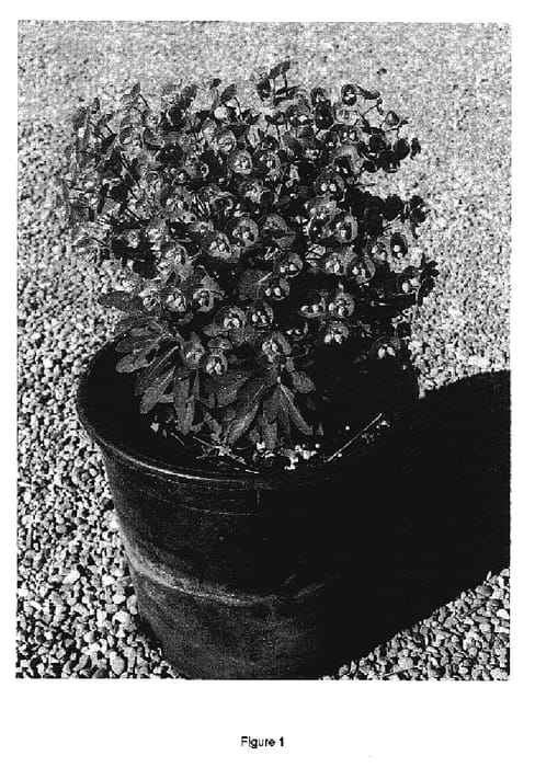 Figure 1 of US plant patent PP16930, the photograph of Waleutiny printed in the patent.