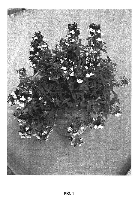 Figure 1 of US plant patent PP16931, the photograph of Fleurbac printed in the patent.