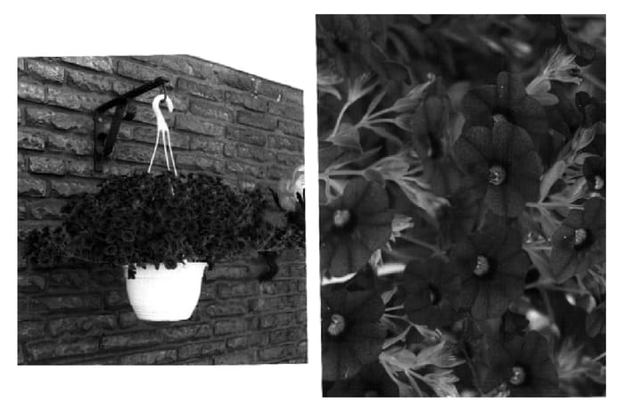 Figure 1 of US plant patent PP16932, the photograph of Wescarasp printed in the patent.
