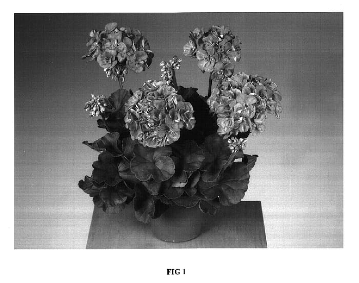 Figure 1 of US plant patent PP16933, the photograph of Fisroccal printed in the patent.