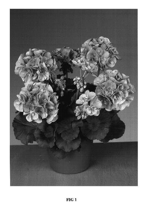 Figure 1 of US plant patent PP16934, the photograph of Fishelus printed in the patent.