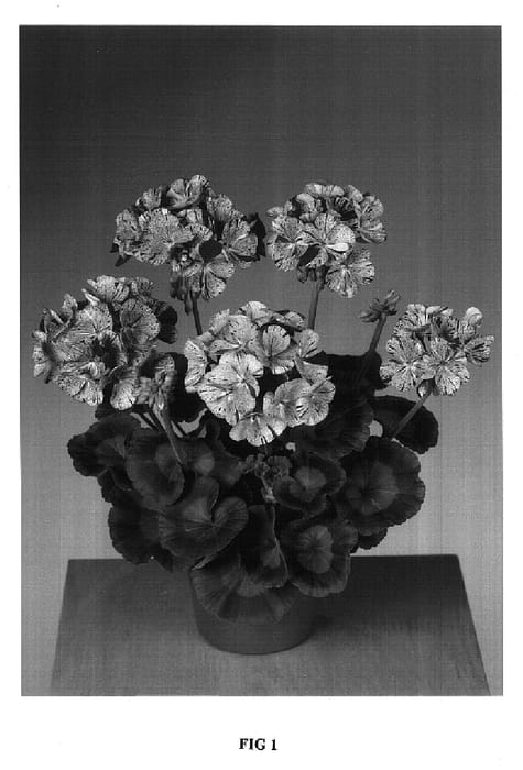 Figure 1 of US plant patent PP16935, the photograph of Fismored printed in the patent.