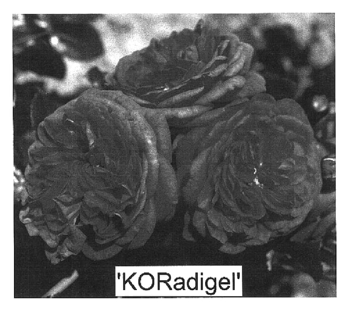 Figure 1 of US plant patent PP16936, the photograph of KORadigel printed in the patent.