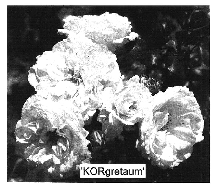 Figure 1 of US plant patent PP16937, the photograph of KORgretaum printed in the patent.